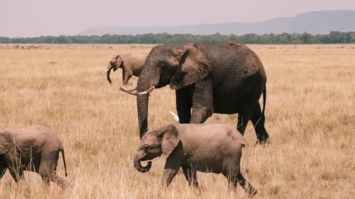 Elephant Family Crossing African Savanna