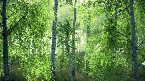 Summer July View of Birch Grove in Sunlight