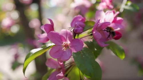 Branche de pommier à fleurs violettes en fleur pollinisée par un bourdon