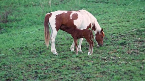 Slow Motion A Foal Drinks Its Mother's Milk in a Pasture at Sunset Footage for Positive Emotions