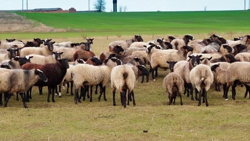 Herd of Sheep Standing in Rural Field