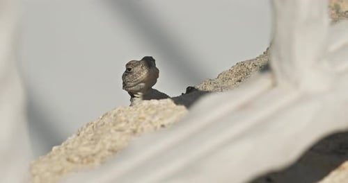 Sandy Lizard schaut auf die Kamera