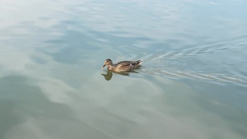 Duck swimming in the pond looking for food. Duck pond with water birds. Flock of ducks