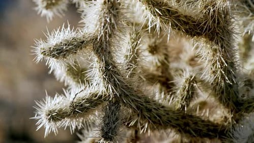 Nahaufnahme von Cholla-Kaktusstacheln vor natürlichem Hintergrund, kalifornische Wüste, Joshua Tree