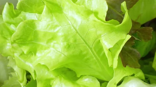 Close-up of a green vegetable salad.