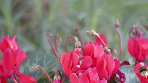 Bumblebee flying in super slow motion on garden flowers, turquoise red color