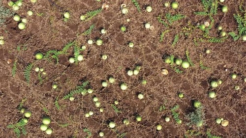 Ripe Watermelons scattered in a large field, ready for picking, Aerial view.