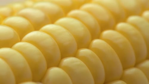 Closeup view of fresh sweet corn on the cob