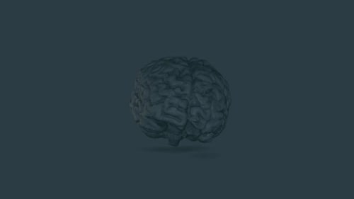 3D Rotating Human Brain Loop for Medical Science Projects