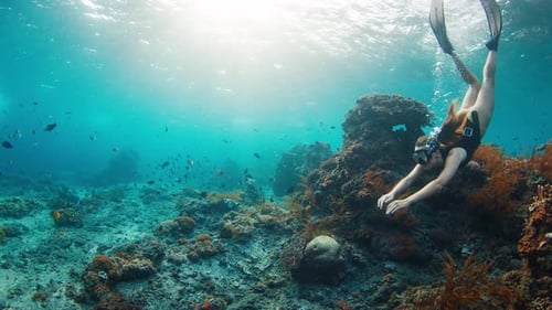 Sexy Freediver Dives on Reef Young Female Freediver Swims Underwater and Explores the Healthy Coral