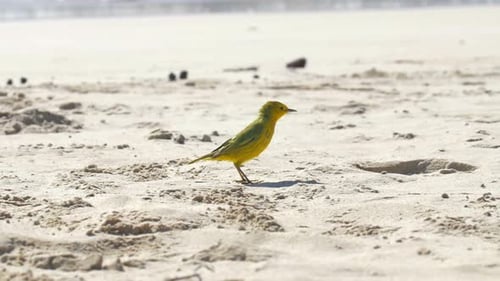 Yellow warbler on the beach