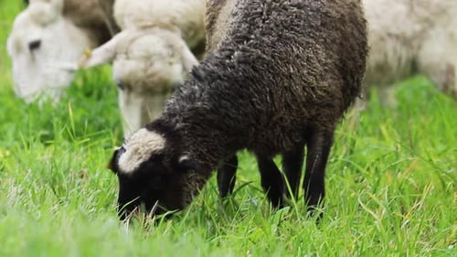 Domestic Brown Sheep