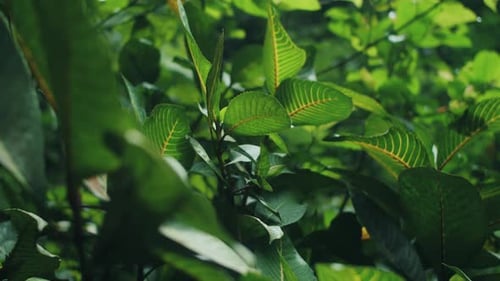 Green Leaves in the Rainforest