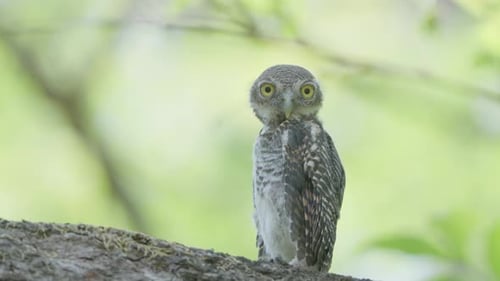 Adorable Young Owl Perched on Branch in Forest