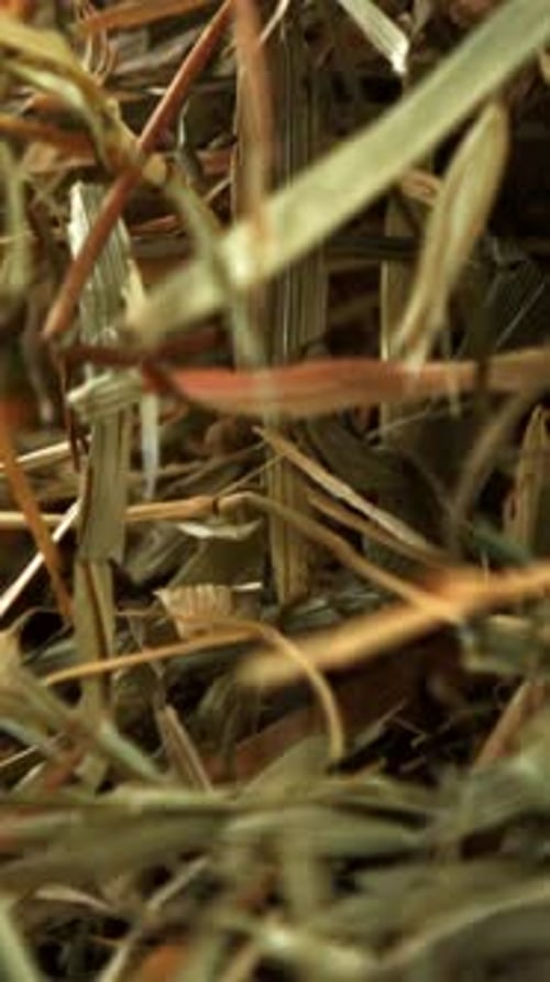 Hay Flies and Falls on a Black Background Filmed on a Highspeed Camera at 1000 Fps