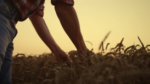 Farmer Inspecting Ripe Wheat Crop at Sunset
