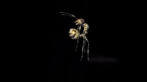 Zombie Ant Acid Focus