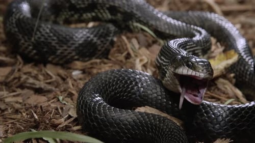 Un serpent rat noir finit de manger un rat trouvé sur le sol de la forêt le pousse vers le bas de son corps pour le digérer