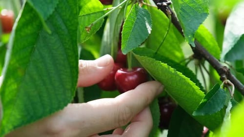 Schöne rote Kirschen am Kirschbaum