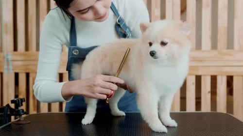 Woman Grooming Adorable Dog in Pet Salon