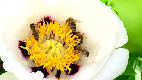 Honey bee pollinates a garden flower. Bee collects nectar from a blossoming tree peony flower