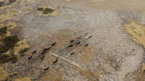 Running Wild Horses In Kayseri, Turkey At Sunrise - aerial drone shot