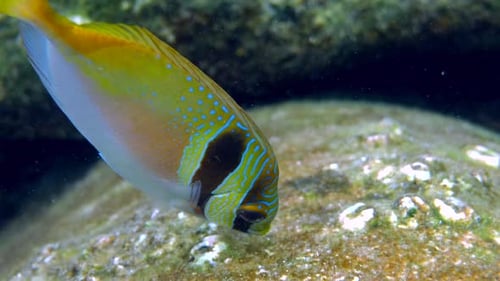 Nahaufnahme eines farbenfrohen Fisches in seiner natürlichen Unterwasserumgebung, umgeben von