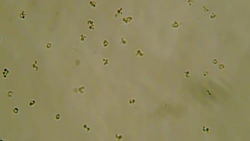 Microscopic Organisms Dividing and Moving Scientific Footage