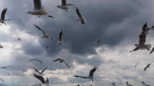 Tier, Vogel, Möwen, die in der Natur fliegen (6)