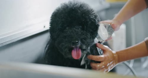 Portrait of black poodle while being washed by a professional in a