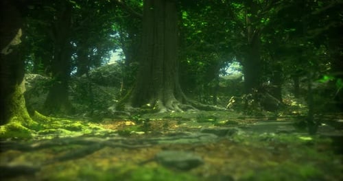 Lush Forest Landscape with Towering Trees and Vibrant Undergrowth in Daylight