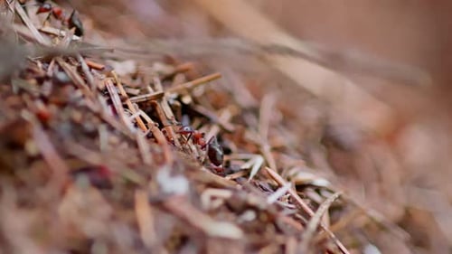 Large Anthill wird in Nahaufnahme gedreht