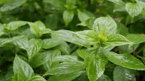 Rain drops falling on green, fresh leaves, close up
