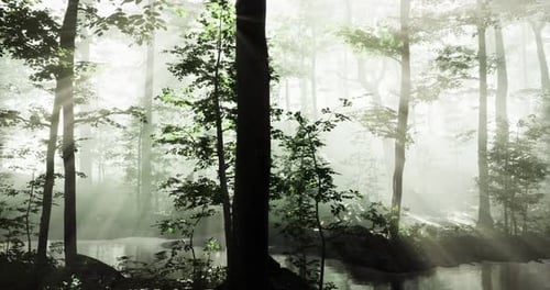 Sunlight Filters Through Misty Forest Creating a Magical Atmosphere