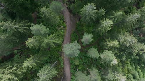 Aerial View of Drone Flying Over Forest Path