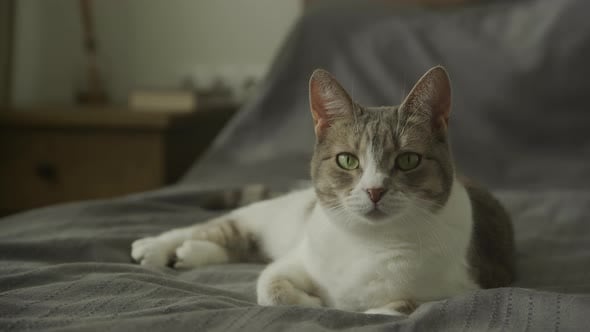 Happy Domestic Cat Sniff and Smell Looking At Camera, Nature Stock ...
