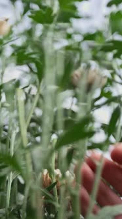 Hand Trims Flowers in Outdoor Garden with Shears