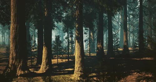 Sunlight Filtering Through Tall Trees in a Serene Forest Landscape