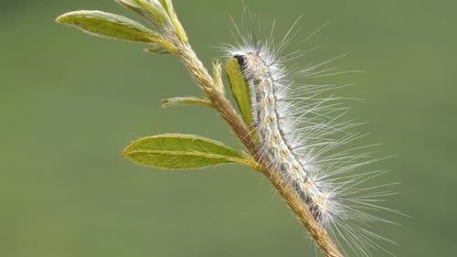 Nahaufnahme einer Raupe, die sich von einem Blatt ernährt