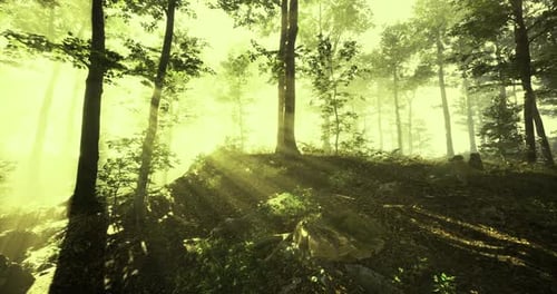 Sunlight Filters Through Trees in a Serene Forest Setting During Afternoon