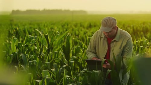 Farmer Working In Field Examining Corn Plants Making Notes In Tablet Technology In Agribusiness