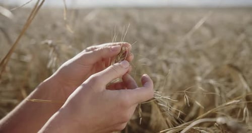 Embrace of the Harvest Delicate Hands with a Wheat Ear in a Bountiful Field