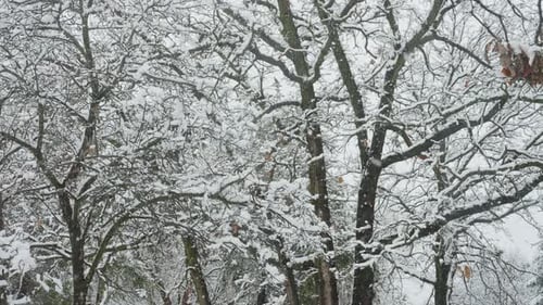 große Schneeflocken, die sich auf Ästen in den Bäumen ansammeln