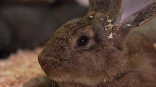Dark Rabbits on the Farm, Vehicles Stock Footage ft. rabbit & fluffy ...