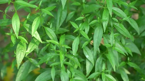 A variety of medicines are prepared from Andrographis Paniculata leaf or kalmegh.