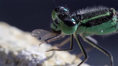 Dragonfly eating fly around beach, Eilat, Israel