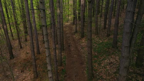 Aerial view to a trail in the forest