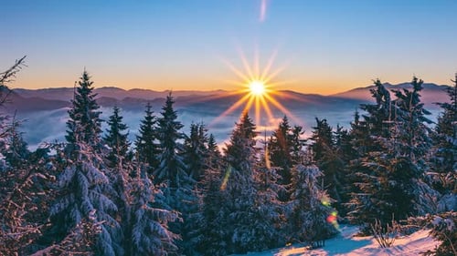 Golden Morning Sunrays Shining Through Tall Pine Trees Winter Forest
