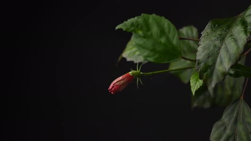 Stunning timelapse of a hibiscus flower wilting against a pure black background in a studio setup,