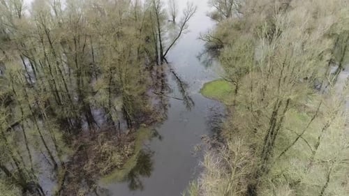 Aerial drone shot of swamp with fallen down trees under water.